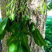 Fraxinus pennsylvanica (Green Ash)