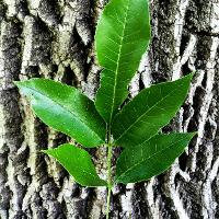 Fraxinus pennsylvanica (Green Ash)