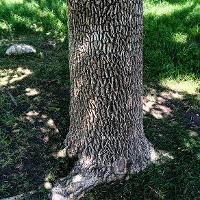 Fraxinus pennsylvanica (Green Ash)