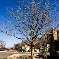 Ginkgo biloba (Ginkgo, Maidenhair Tree)