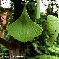 Ginkgo biloba (Ginkgo, Maidenhair Tree)