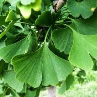 Ginkgo biloba (Ginkgo, Maidenhair Tree)