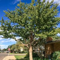 Ginkgo biloba (Ginkgo, Maidenhair Tree)