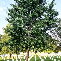 Ginkgo biloba (Ginkgo, Maidenhair Tree)