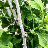 Ginkgo biloba (Ginkgo, Maidenhair Tree)