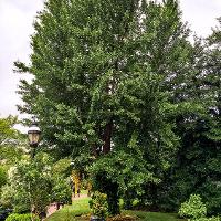 Ginkgo biloba (Ginkgo, Maidenhair Tree)