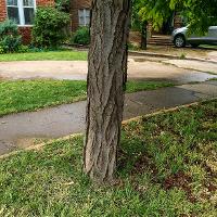 Gleditsia triacanthos var. inermis (Honey Locust)