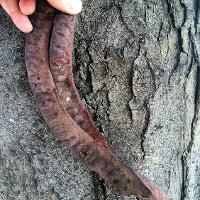 Gleditsia triacanthos var. inermis (Honey Locust)