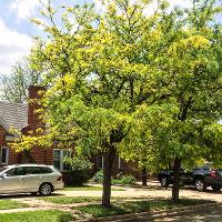 Gleditsia triacanthos var. inermis (Honey Locust)