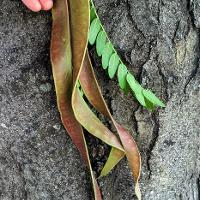 Gleditsia triacanthos var. inermis (Honey Locust)