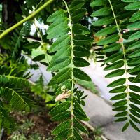 Gleditsia triacanthos var. inermis (Honey Locust)