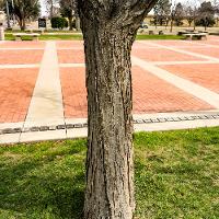 Gleditsia triacanthos var. inermis (Honey Locust)