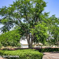 Gleditsia triacanthos var. inermis (Honey Locust)