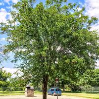 Gleditsia triacanthos var. inermis (Honey Locust)