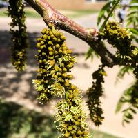 Gleditsia triacanthos var. inermis (Honey Locust)