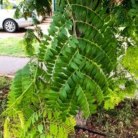 Gleditsia triacanthos var. inermis (Honey Locust)