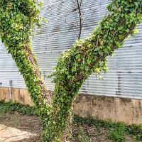 Hedera helix (English Ivy)
