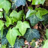 Hedera helix (English Ivy)