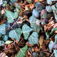 Hedera helix (English Ivy)