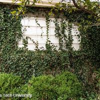 Hedera helix (English Ivy)