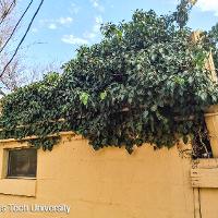 Hedera helix (English Ivy)