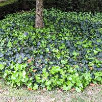 Hedera helix (English Ivy)