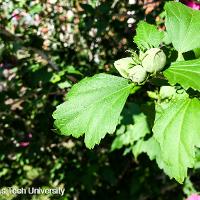 Hibiscus syriacus (Rose of Sharon, Shrub Althea)