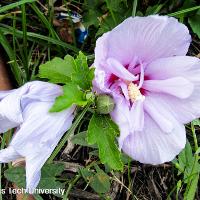 Hibiscus syriacus (Rose of Sharon, Shrub Althea)
