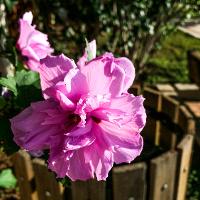 Hibiscus syriacus (Rose of Sharon, Shrub Althea)