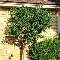 Hibiscus syriacus (Rose of Sharon, Shrub Althea)