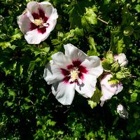 Hibiscus syriacus (Rose of Sharon, Shrub Althea)