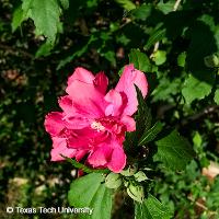 Hibiscus syriacus (Rose of Sharon, Shrub Althea)