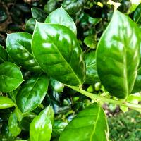 Ilex cornuta ‘Burfordii Nana’ (Dwarf Burford Holly)