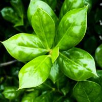 Ilex cornuta ‘Burfordii Nana’ (Dwarf Burford Holly)
