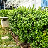 Ilex cornuta ‘Burfordii Nana’ (Dwarf Burford Holly)