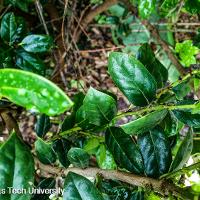 Ilex cornuta ‘Burfordii Nana’ (Dwarf Burford Holly)