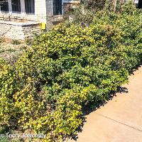 Ilex cornuta ‘Burfordii Nana’ (Dwarf Burford Holly)