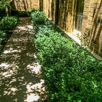 Ilex cornuta ‘Burfordii Nana’ (Dwarf Burford Holly)