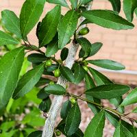 Ilex decidua (Possumhaw)