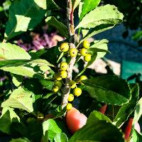 Ilex decidua (Possumhaw)