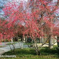 Ilex decidua (Possumhaw)