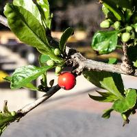 Ilex decidua (Possumhaw)