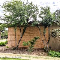 Ilex decidua (Possumhaw)