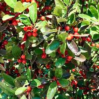 Ilex vomitoria (Yaupon Holly)