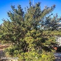 Ilex vomitoria (Yaupon Holly)