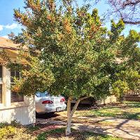 Ilex vomitoria (Yaupon Holly)