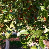 Ilex vomitoria (Yaupon Holly)