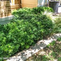 Ilex vomitoria ‘Nana’ (Dwarf Yaupon Holly)
