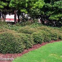 Ilex vomitoria ‘Nana’ (Dwarf Yaupon Holly)