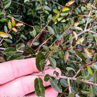 Ilex vomitoria ‘Nana’ (Dwarf Yaupon Holly)